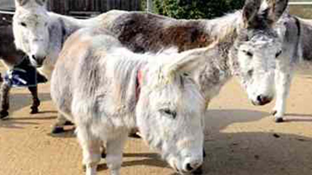ICRTouch make charitable donation to help the Isle of Wight Donkey Sanctuary